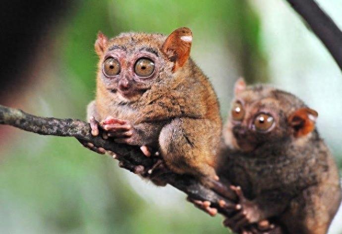 动物图集:眼镜猴