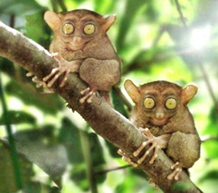 动物图集:眼镜猴