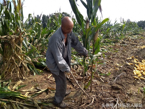 10张掰玉米图,农二代偷看完眼圈红了