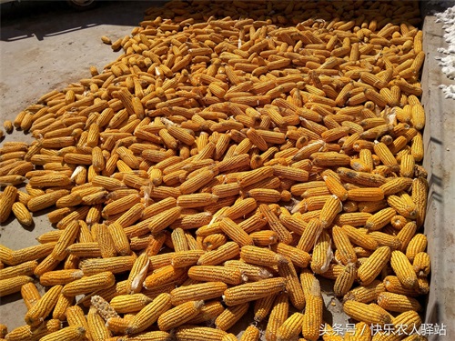 10张掰玉米图,农二代偷看完眼圈红了