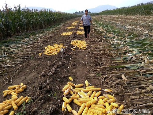 10张掰玉米图,农二代偷看完眼圈红了