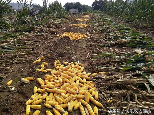 10张掰玉米图,农二代偷看完眼圈红了