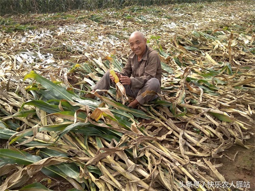 10张掰玉米图,农二代偷看完眼圈红了