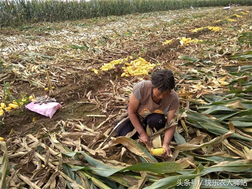 10张掰玉米图,农二代偷看完眼圈红了