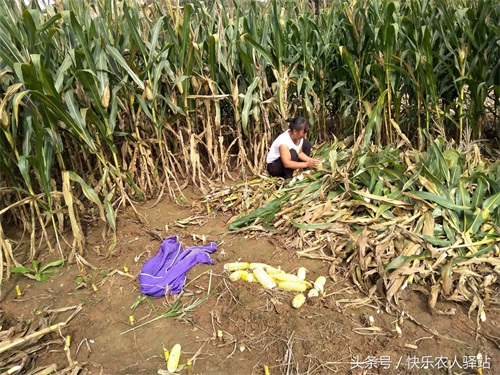 10张掰玉米图,农二代偷看完眼圈红了