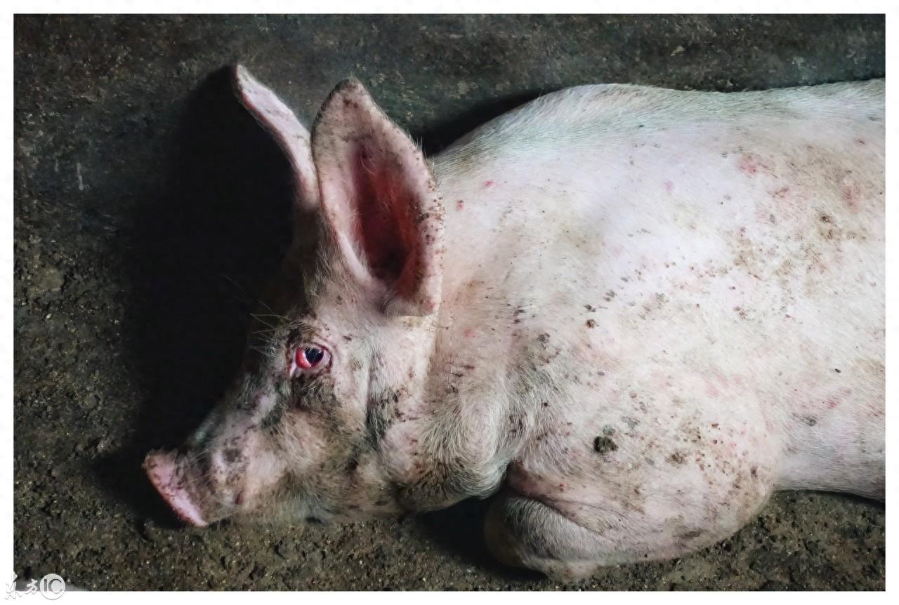 颜值正义,你知道是什么意思吗