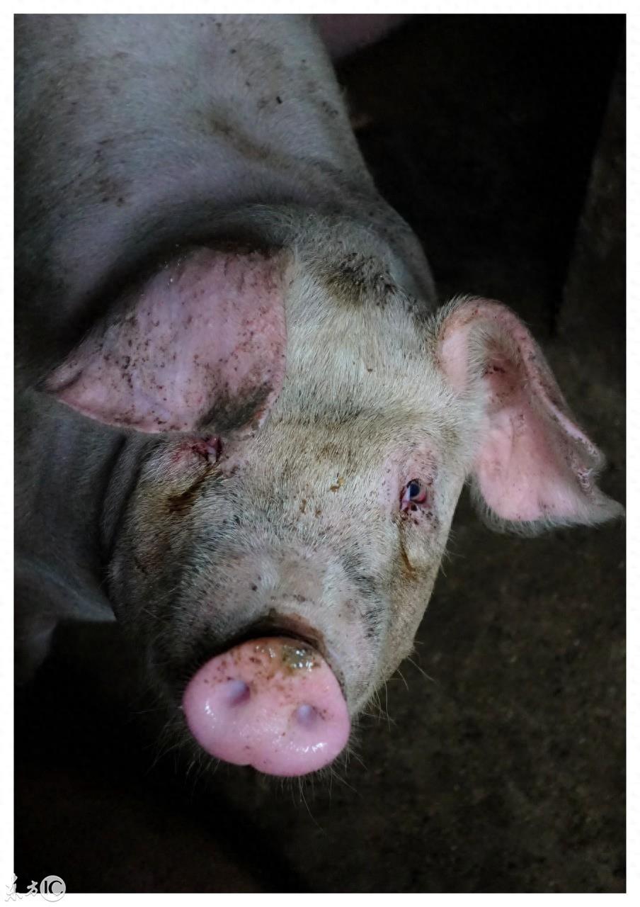 颜值正义,你知道是什么意思吗