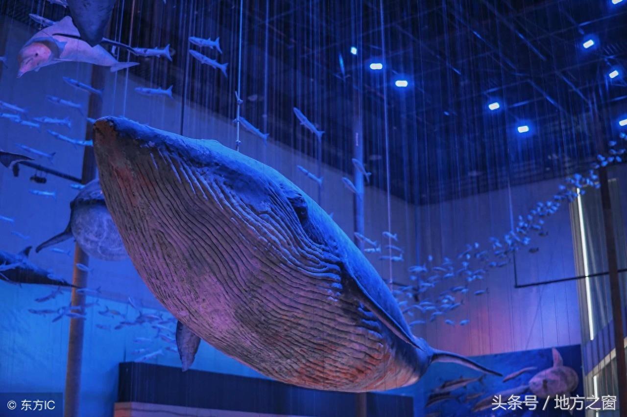 传说中的“鲲”,是否真的存在?