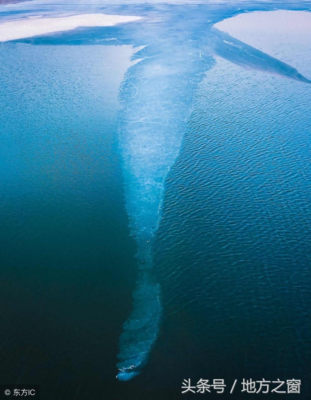 传说中的“鲲”,是否真的存在?