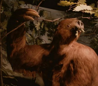 ​怪物编号002：史前巨兽大地懒《鬼吹灯》里的怪兽原型