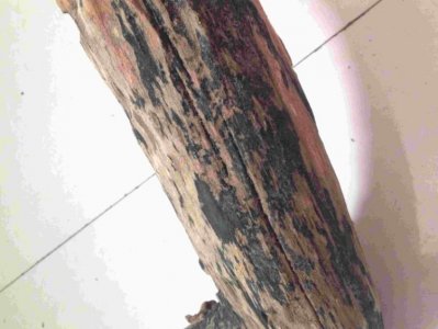 ​雷击木是什么东西，为何能卖1000000元，真的值吗？