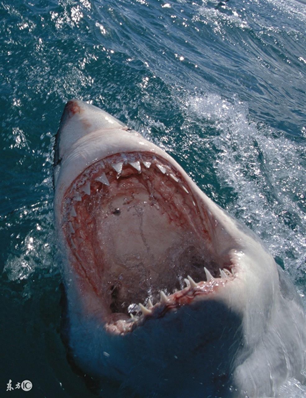 动物图集:噬人鲨——对人类三大危险鲨鱼之一