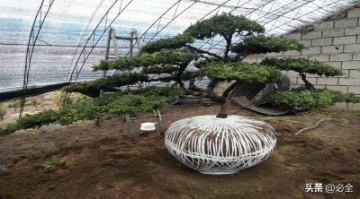 ​市面上常见的景观造型树有哪些？