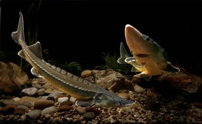 中国最全淡水鱼图集大赏