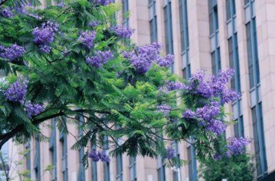 蓝楹花的花语介绍