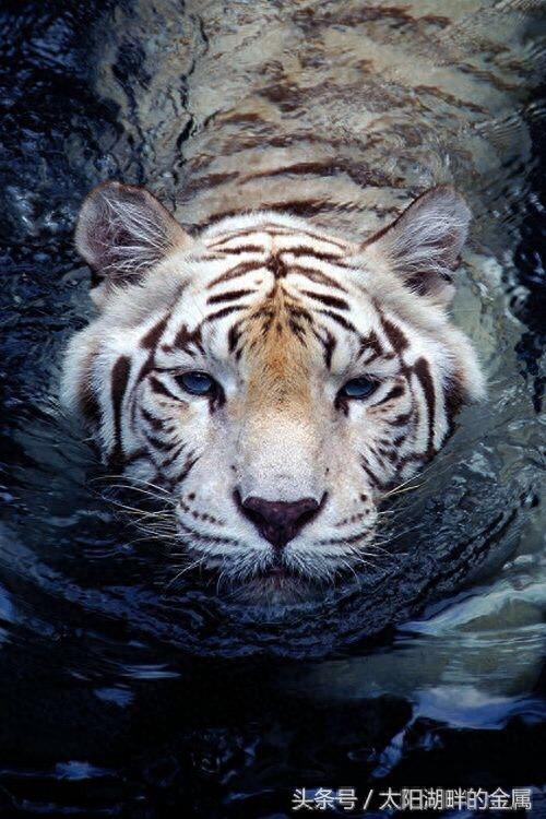 老虎到底会不会游泳?他们都是游泳高手、这种能力与生俱来!
