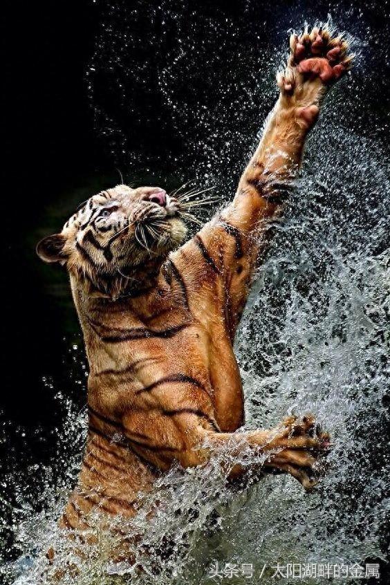 老虎到底会不会游泳?他们都是游泳高手、这种能力与生俱来!
