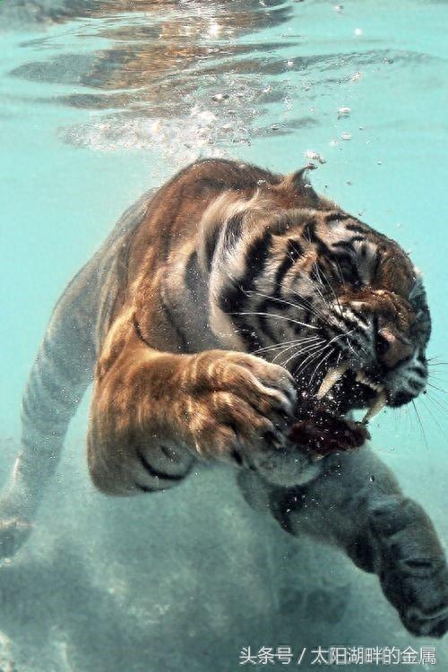 老虎到底会不会游泳?他们都是游泳高手、这种能力与生俱来!