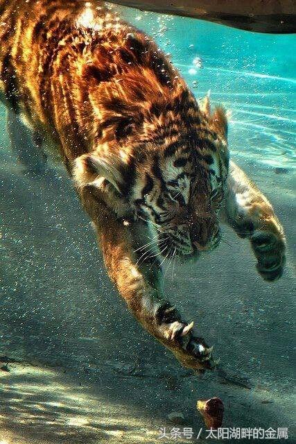 老虎到底会不会游泳?他们都是游泳高手、这种能力与生俱来!