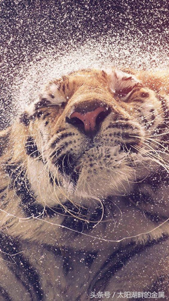 老虎到底会不会游泳?他们都是游泳高手、这种能力与生俱来!