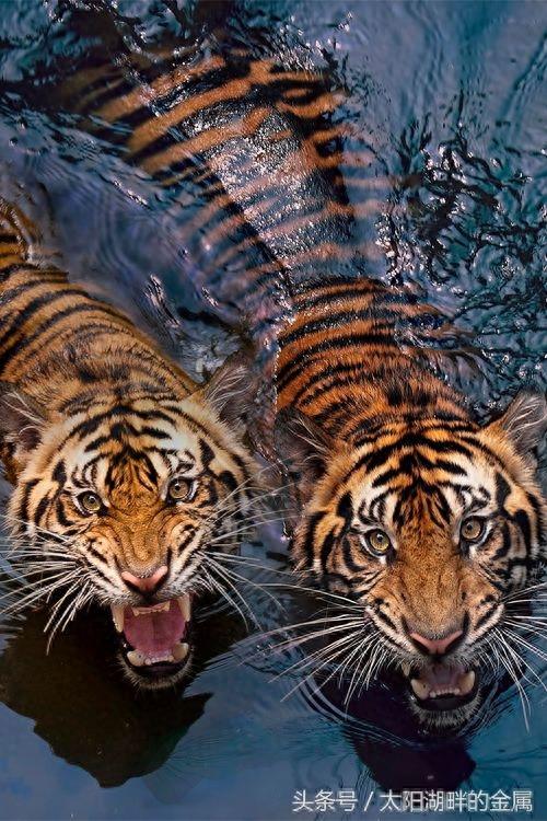 老虎到底会不会游泳?他们都是游泳高手、这种能力与生俱来!