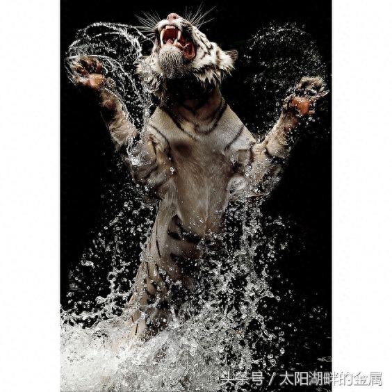 老虎到底会不会游泳?他们都是游泳高手、这种能力与生俱来!