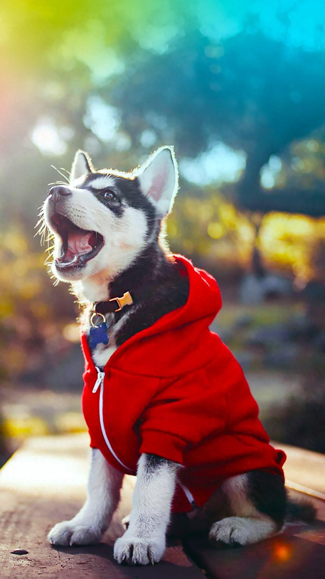 |80视界壁纸|15张哈士奇的1080P高清壁纸送给你,又憨又二的二哈,你喜欢吗