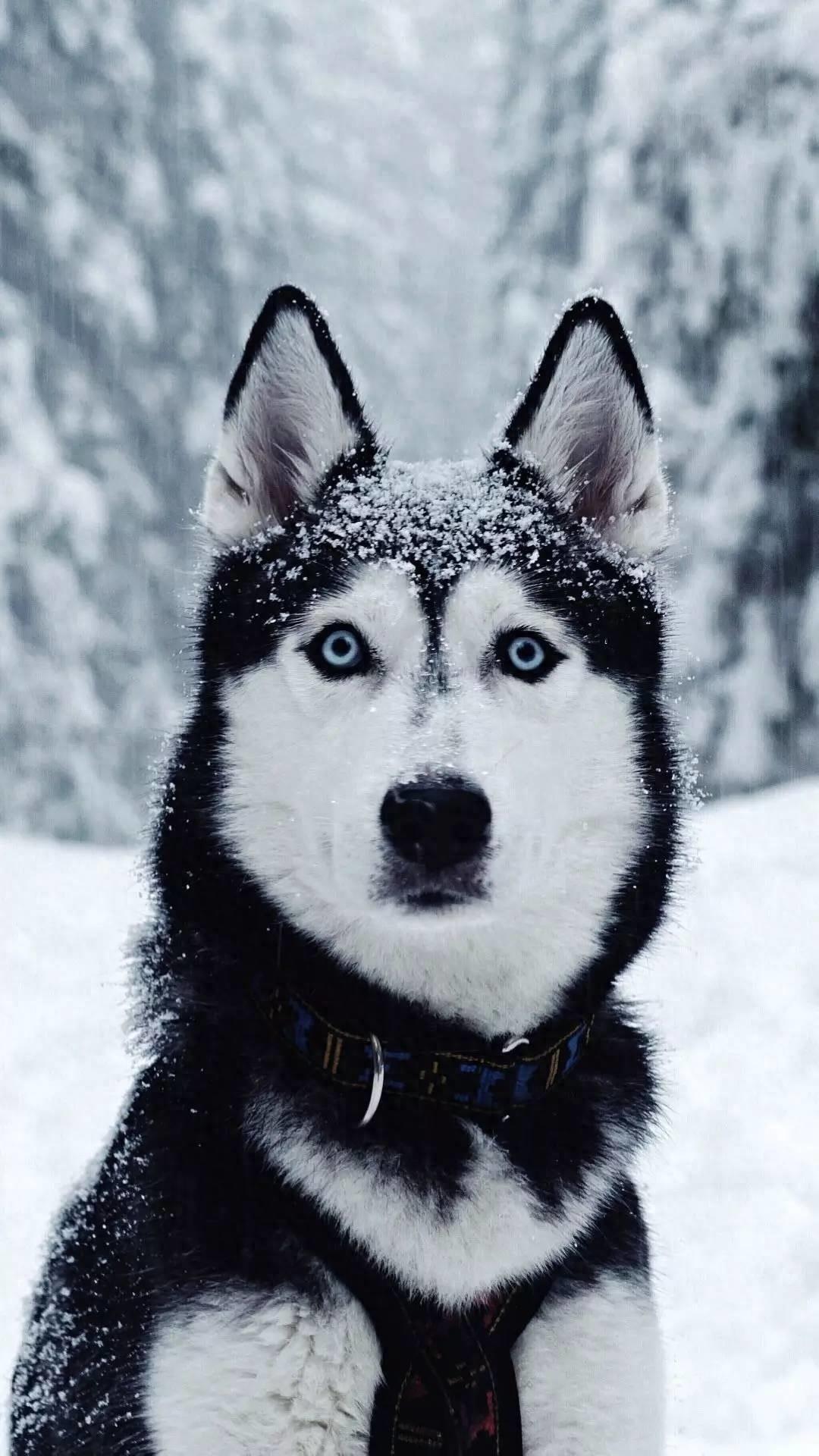 |80视界壁纸|15张哈士奇的1080P高清壁纸送给你,又憨又二的二哈,你喜欢吗