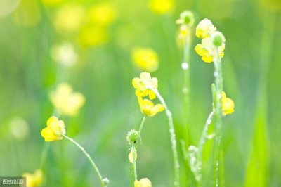 ​诗虎罗邺的诗作，年年点检人间事，唯有春风不世情