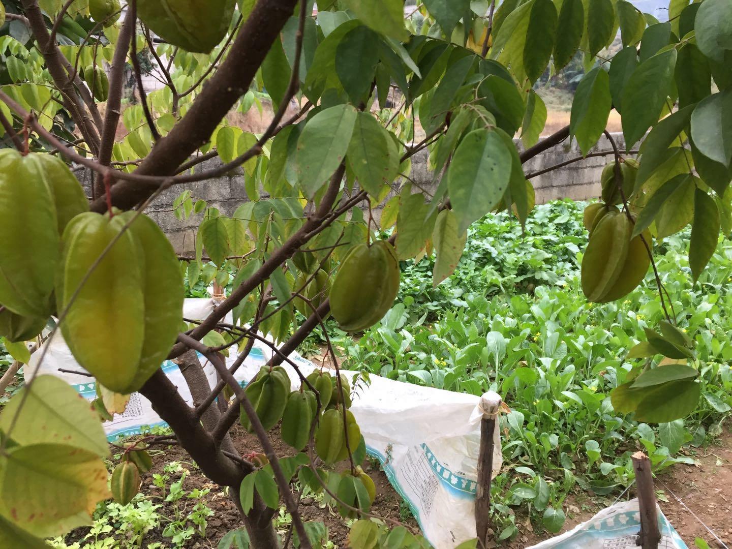 广西有一种最不起眼的果,深受老幼的喜爱,阳桃易种植且好处多