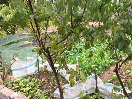 广西有一种最不起眼的果,深受老幼的喜爱,阳桃易种植且好处多