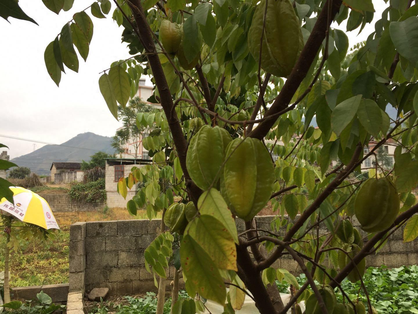 广西有一种最不起眼的果,深受老幼的喜爱,阳桃易种植且好处多