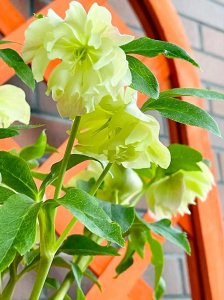 ​铁筷子花-圣诞玫瑰