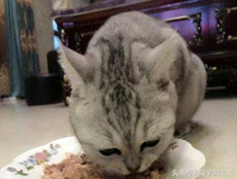 公猫和母猫有哪些差异?知道了这些,在选择公母上就不再有困惑了