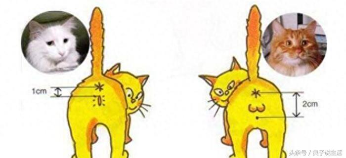 公猫和母猫有哪些差异?知道了这些,在选择公母上就不再有困惑了
