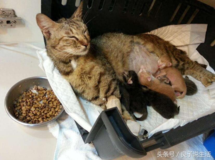 公猫和母猫有哪些差异?知道了这些,在选择公母上就不再有困惑了