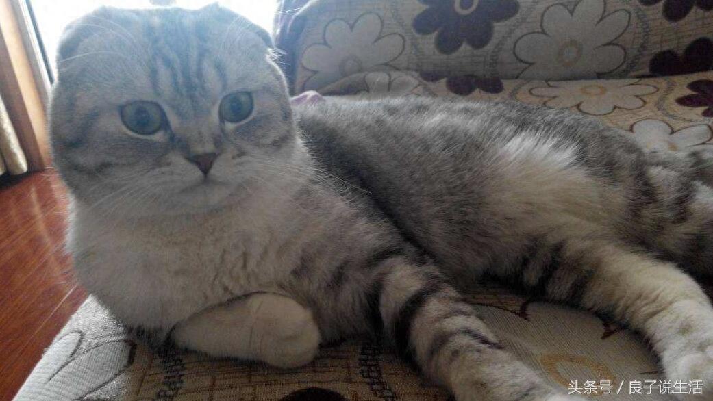 公猫和母猫有哪些差异?知道了这些,在选择公母上就不再有困惑了