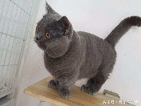 公猫和母猫有哪些差异?知道了这些,在选择公母上就不再有困惑了