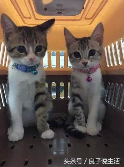 公猫和母猫有哪些差异?知道了这些,在选择公母上就不再有困惑了