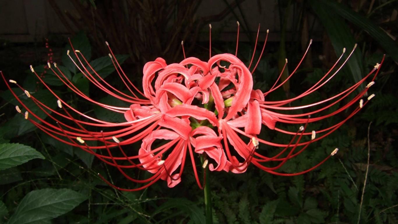 15张彼岸花的图片,大红色的妖娆,红似火艳似霞,你喜欢吗?