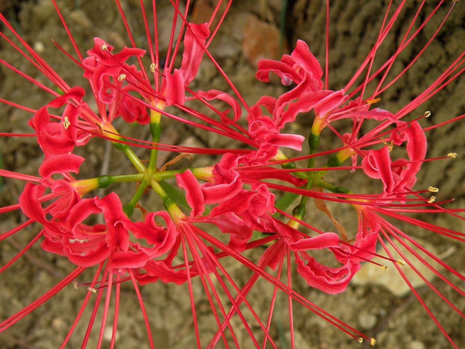 15张彼岸花的图片,大红色的妖娆,红似火艳似霞,你喜欢吗?