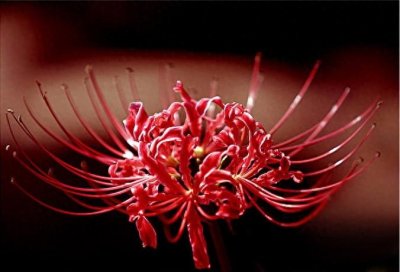 ​15张彼岸花的图片，大红色的妖娆，红似火艳似霞，你喜欢吗？