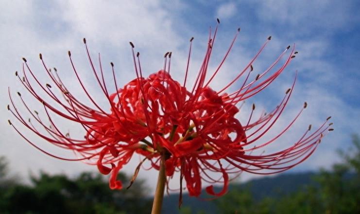 15张彼岸花的图片,大红色的妖娆,红似火艳似霞,你喜欢吗?