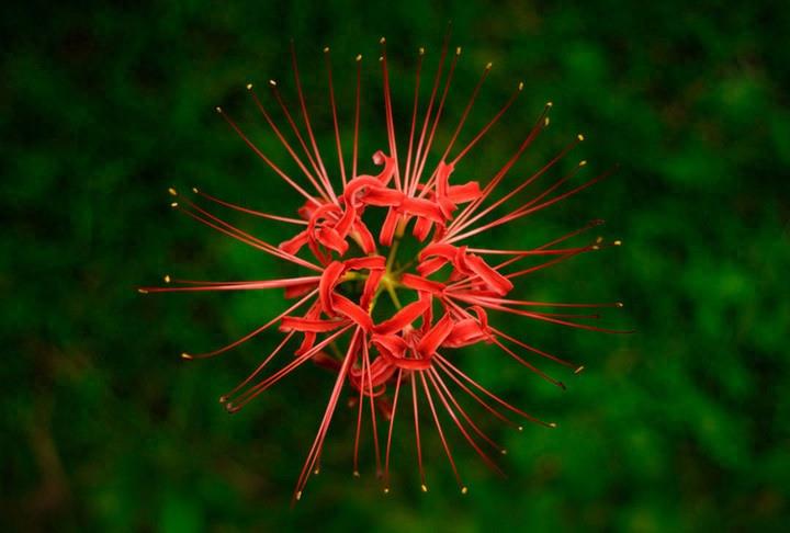 15张彼岸花的图片,大红色的妖娆,红似火艳似霞,你喜欢吗?