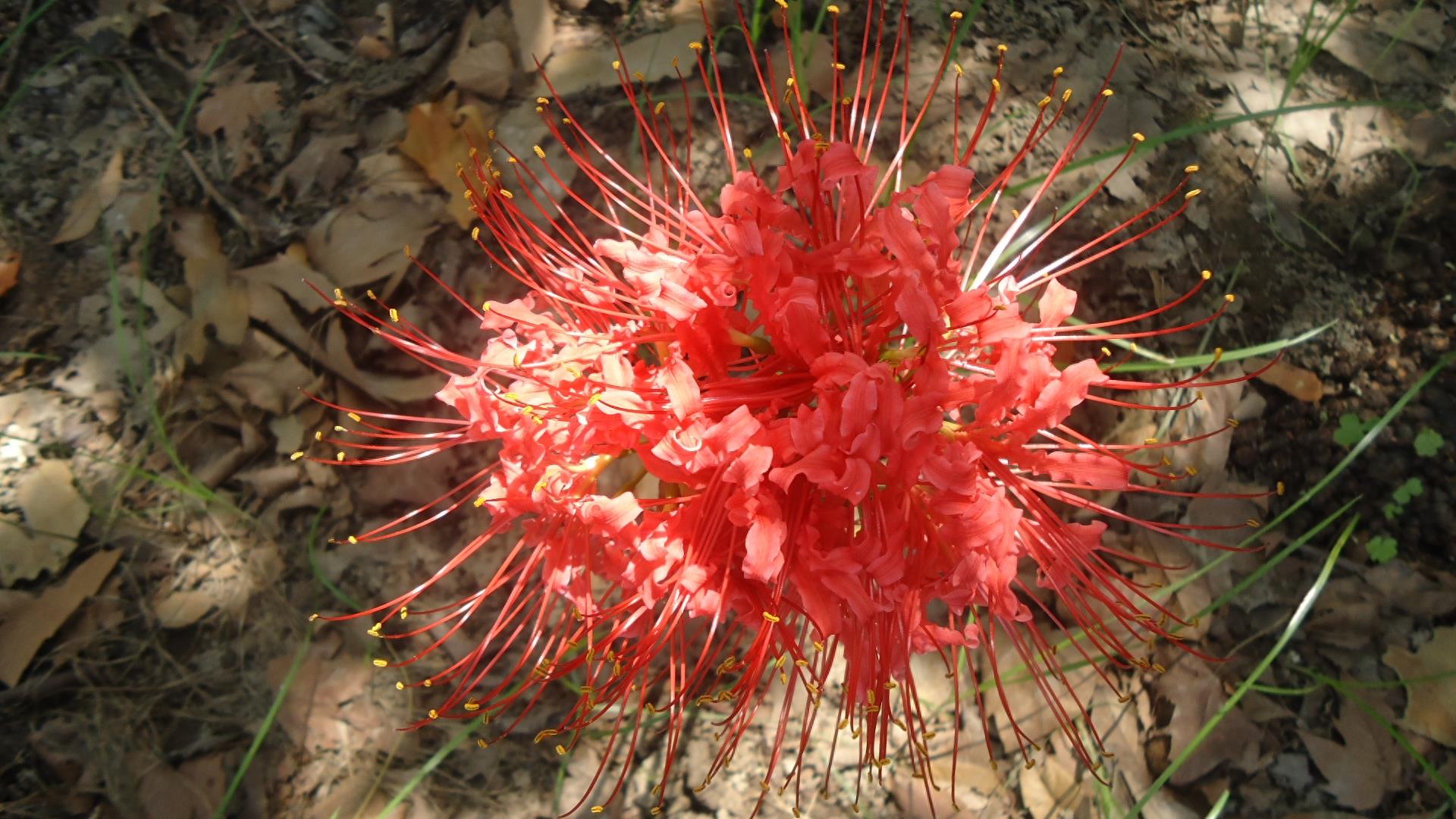 15张彼岸花的图片,大红色的妖娆,红似火艳似霞,你喜欢吗?