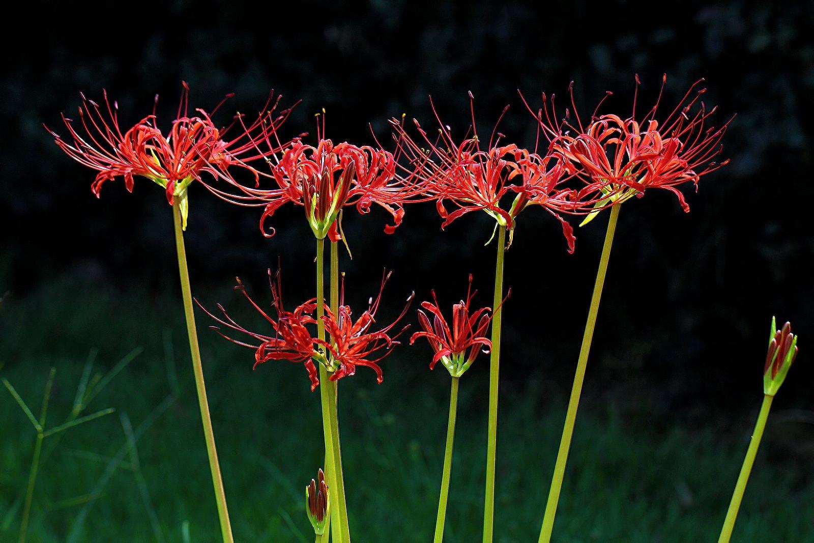 15张彼岸花的图片,大红色的妖娆,红似火艳似霞,你喜欢吗?