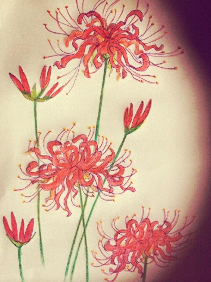 15张彼岸花的图片,大红色的妖娆,红似火艳似霞,你喜欢吗?