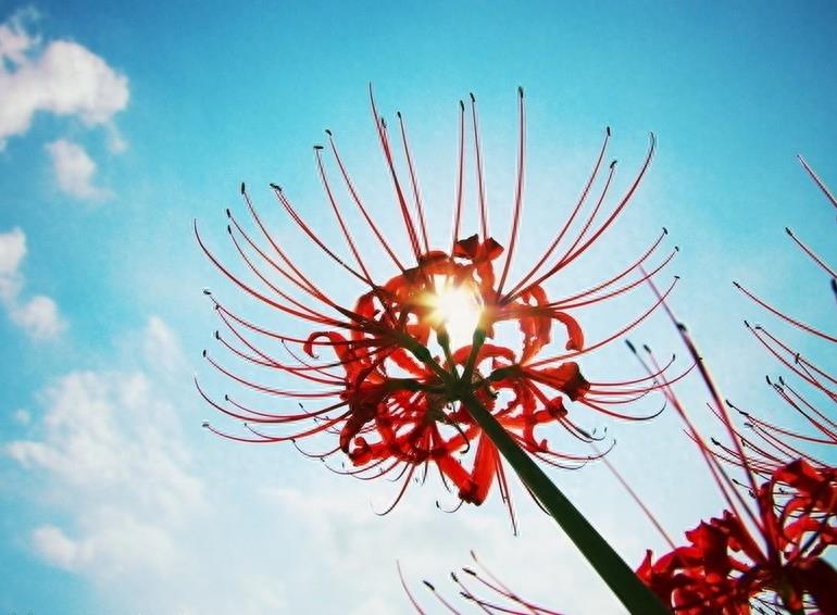 15张彼岸花的图片,大红色的妖娆,红似火艳似霞,你喜欢吗?