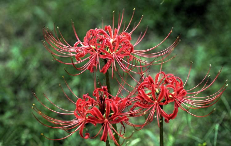 15张彼岸花的图片,大红色的妖娆,红似火艳似霞,你喜欢吗?