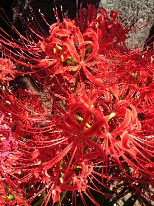 15张彼岸花的图片,大红色的妖娆,红似火艳似霞,你喜欢吗?